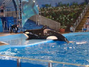 seaworld11.jpg