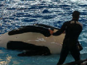 seaworld13.jpg
