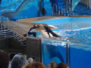 seaworld15.jpg