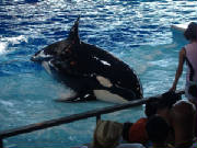 seaworld17.jpg