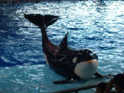 seaworld19.jpg