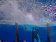 seaworld21.jpg