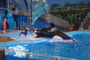 seaworld23.jpg
