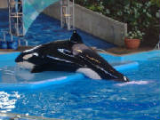 seaworld24.jpg
