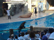 seaworld53.jpg